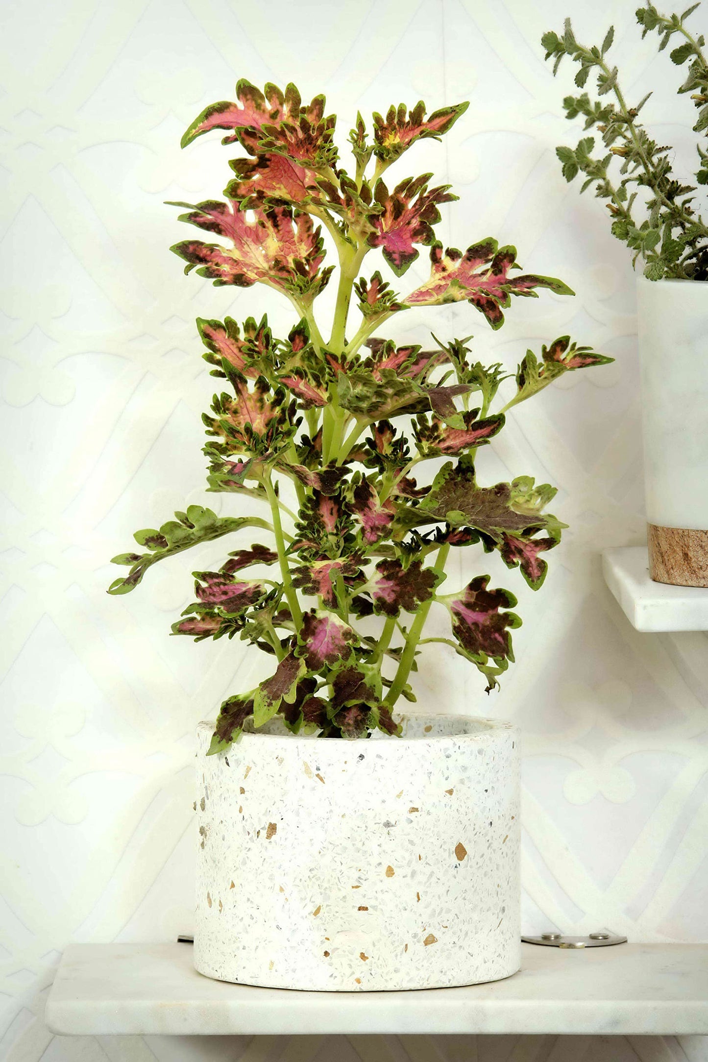 POSH N PLUSH Terrazzo Planter (Small, Cylindrical)